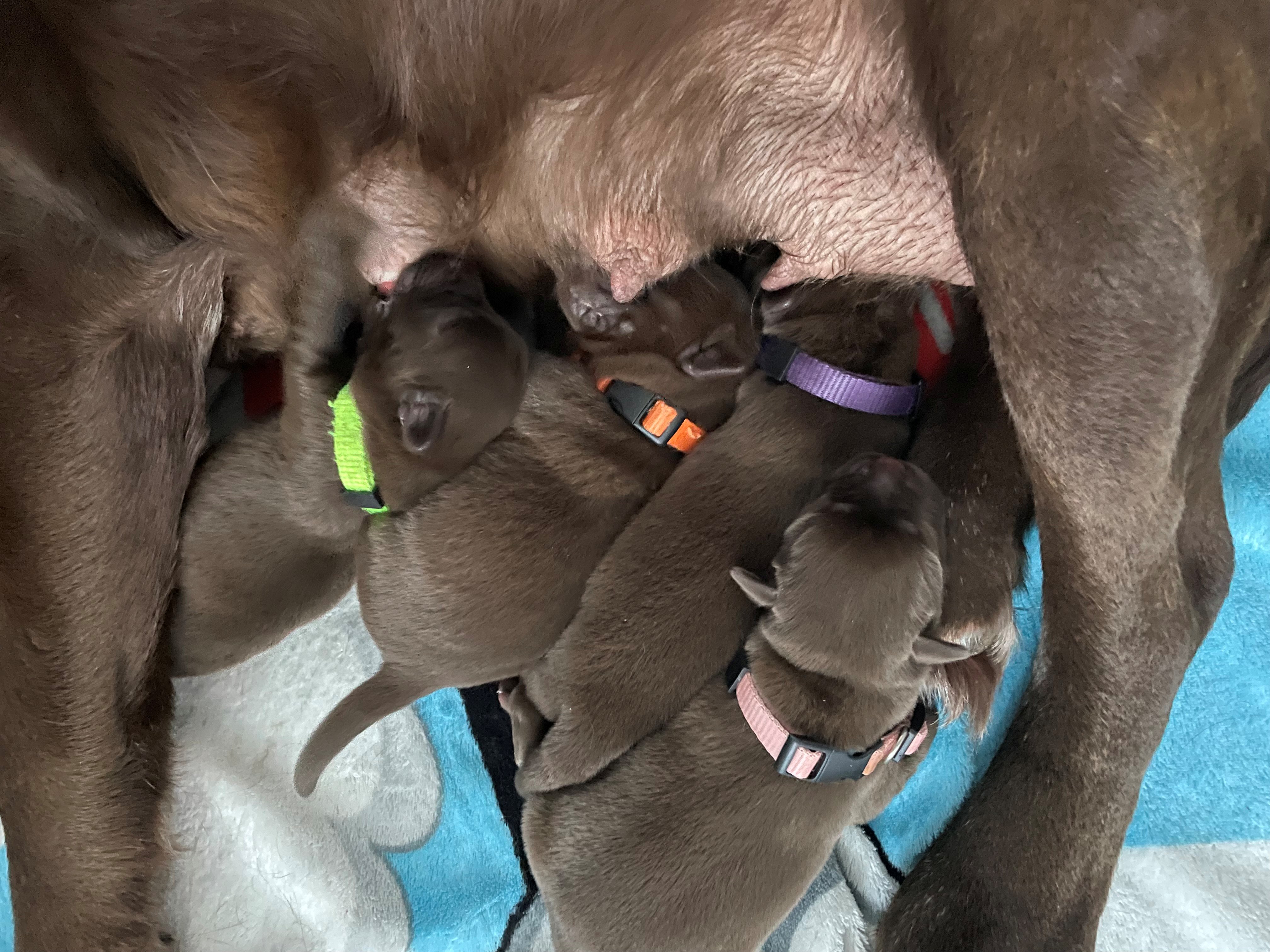 1 Day Old pic1-resize